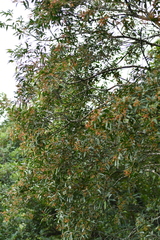Banara parviflora