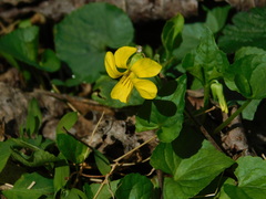 Viola eriocarpa