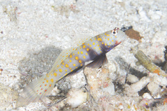 Amblyeleotris guttata