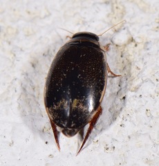 Thermonectus circumscriptus