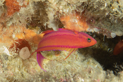 Pseudanthias randalli