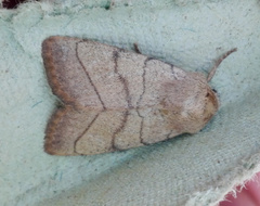 Charanyca trigrammica