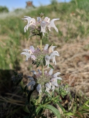 Monarda pectinata