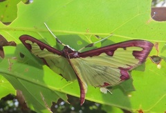 Cadarena pudoraria