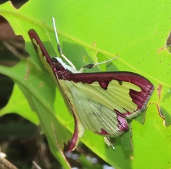 Cadarena pudoraria