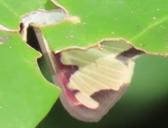 Cadarena pudoraria