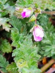 Erodium cicutarium