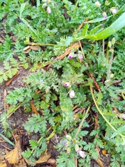 Erodium cicutarium