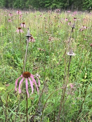 Echinacea laevigata