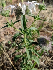 Monarda pectinata