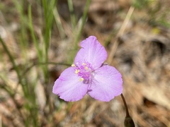 Callisia ornata