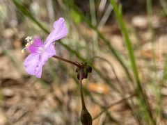 Callisia ornata