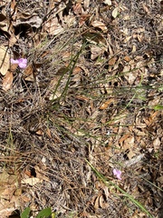 Callisia ornata