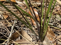 Callisia ornata