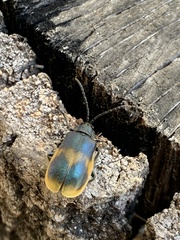 Monocesta ducalis