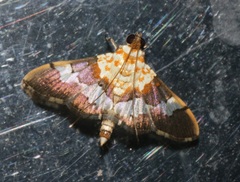 Aetholix flavibasalis