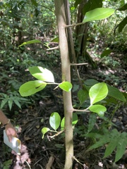 Casearia aculeata