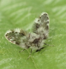 Clytocerus ocellaris