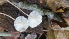 Marasmius delectans