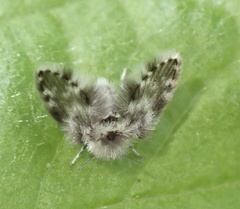 Clytocerus ocellaris