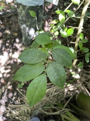 Casearia aculeata