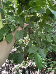Casearia aculeata
