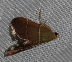 Stemmatophora flavicaput