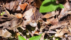 Collybiopsis biformis