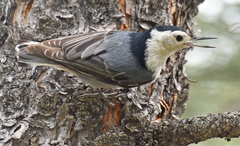 Sitta carolinensis nelsoni