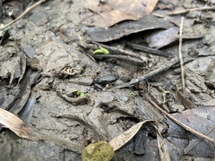 Leptodactylus albilabris