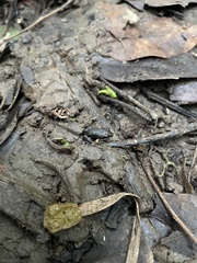 Leptodactylus albilabris