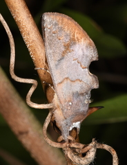 Hemiceras nigrescens