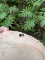 Leptodactylus albilabris