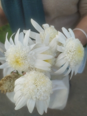 Anaphalis morrisonicola