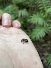 Leptodactylus albilabris
