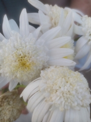 Anaphalis morrisonicola