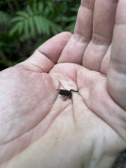 Leptodactylus albilabris