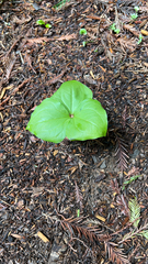 Trillium ovatum