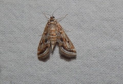 Parapoynx fluctuosalis