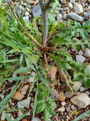 Capsella bursa-pastoris