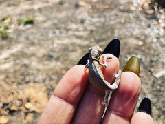 Bradypodion occidentale