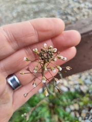 Capsella bursa-pastoris