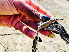 Bradypodion occidentale