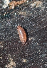 Hyloniscus riparius