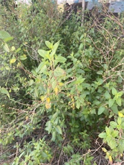 Acalypha californica