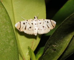 Pycnarmon radiata