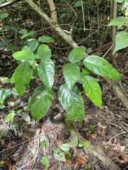 Pterocarpus officinalis