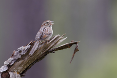 Peucaea aestivalis aestivalis