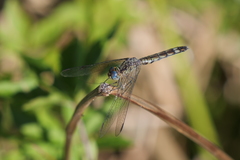 Micrathyria longifasciata