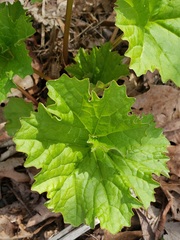 Arnoglossum reniforme